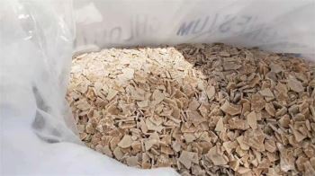 小黄片下载大全